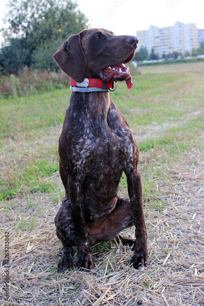German Shorthaired Pointer standing in field of dry grass, looking alert and ready for action, its coat gleaming under the natural light. The dog's open mouth and visible tongue suggest it is panting, German Shorthaired Pointer standing in field of dry grass, looking alert and ready for action, its coat gleaming under the natural light. The dog's open mouth and visible tongue suggest it is panting,
