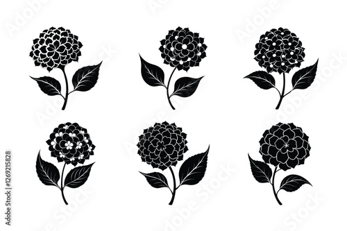 Hydrangea (Hydrangea spp.) silhouette vector illustration