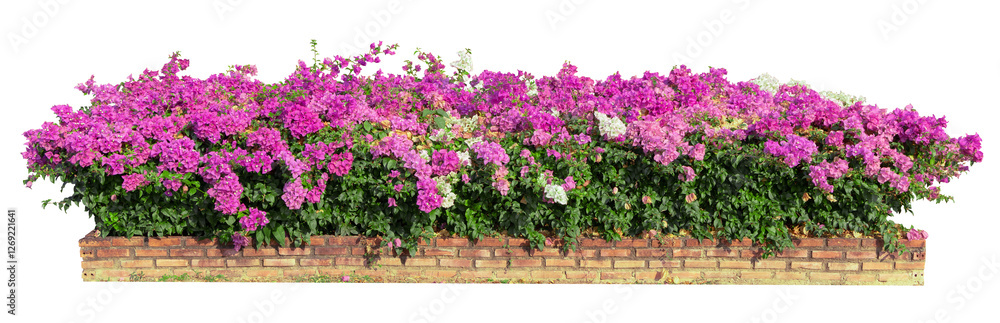 Obraz premium Beautiful Bougainvillea Bush in a Brick Plante tropical plant fence bush green shrub tree isolated on white background with clipping path. 