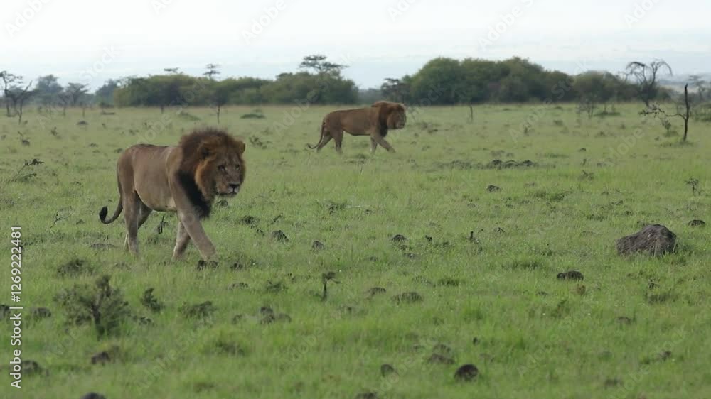 Two big male lions patrolling in the Masai Mara in Kenya
