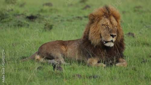 Male lion on the savannahs lying in the grass and scanning his surroundings