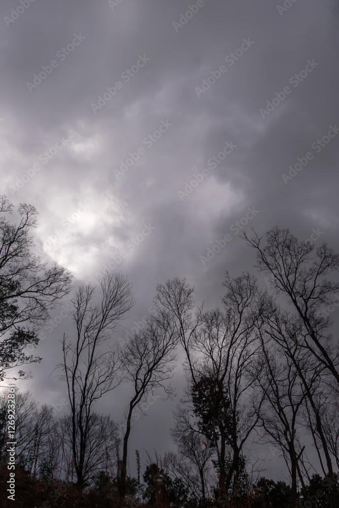 Obraz premium 冬の空と枯れ木がつくる風景