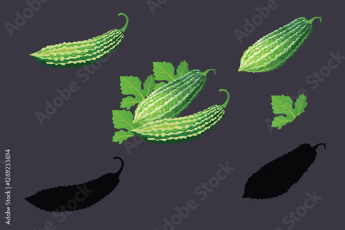  vector illustration of bitter gourd
