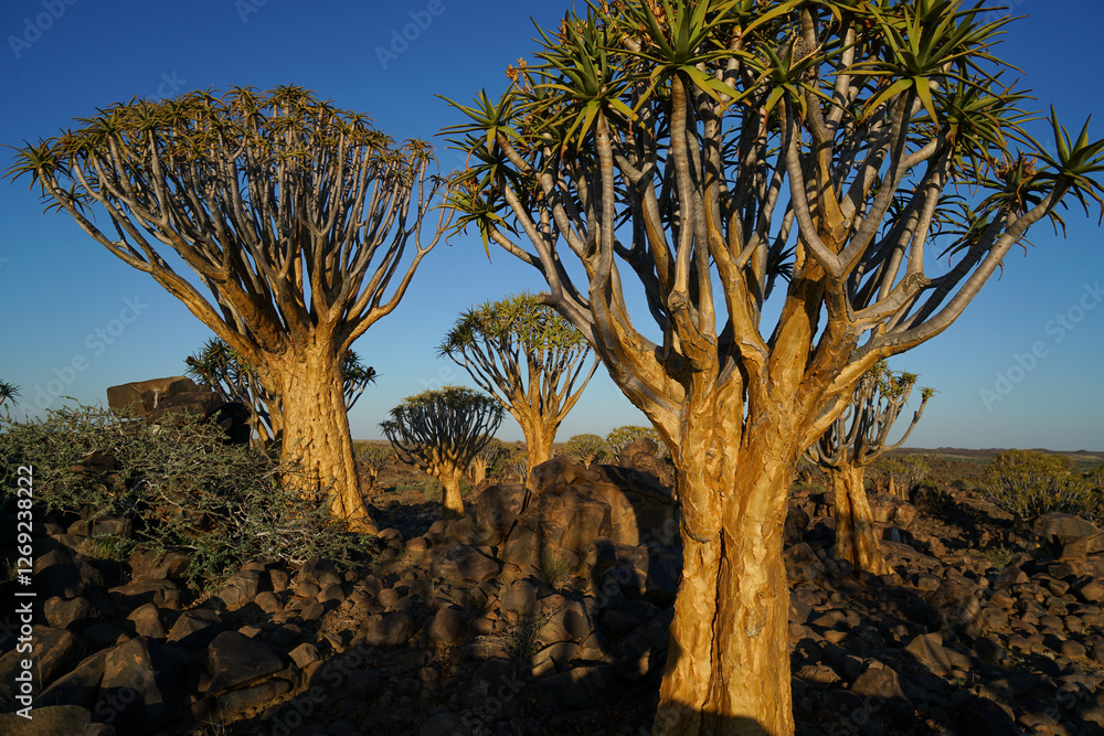 Quiver tree forest, Keetmanshoop, Namibia Quiver tree forest, Keetmanshoop, Namibia