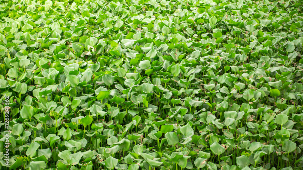 Water hyacinth plants or Eichhornia crassipes grow abundantly on the surface of rivers Water hyacinth plants or Eichhornia crassipes grow abundantly on the surface of rivers