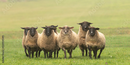 a cute group of sheep on a pasture stand next to each other and look into the camera