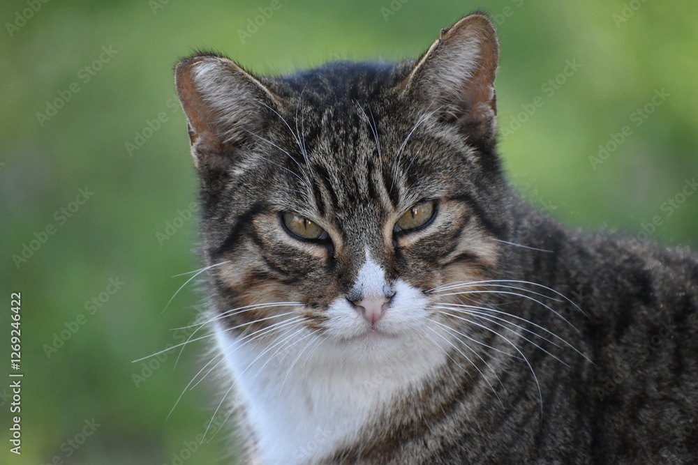 Fototapeta premium Angry cat closeup in El Retiro park, Madrid. 