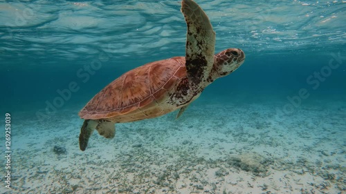 A beautiful green sea turtle swims through clear blue ocean water, showcasing marine biodiversity in its natural habitat. Chelonia mydas underwater 