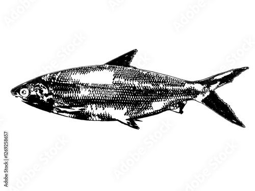 milkfish fish silhouette on white background, Digital illustration