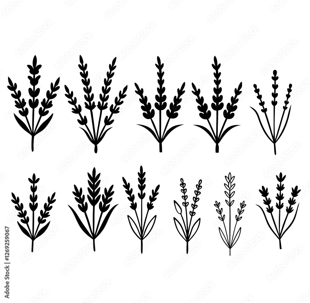 Fototapeta premium Lavender botanical floral made in vector. Lavender vector drawing set