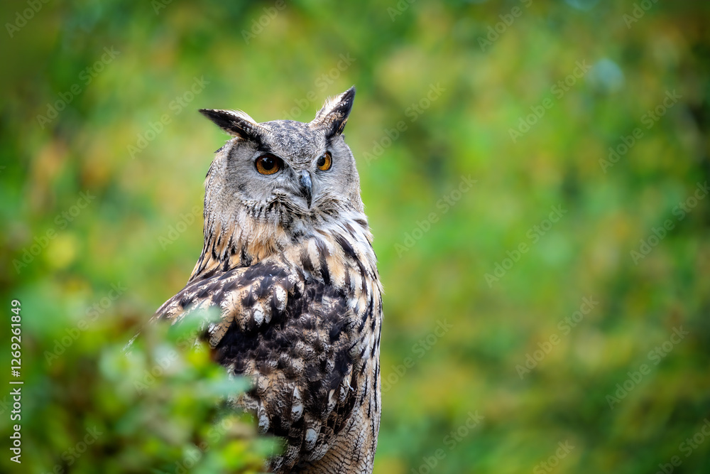 Eurasian eagle-owl hiding behind a bush