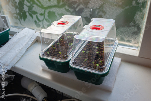 Sowing trays with plastic caps for indoor precultivation. Later on the seedlings will be transplanted. photo