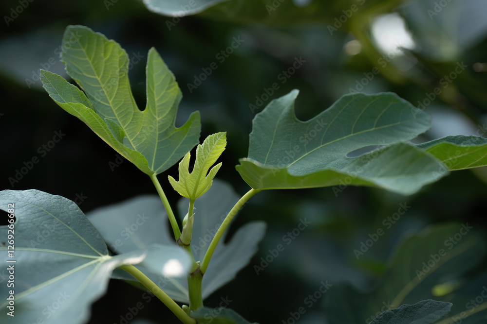 Close-up of fresh fig leaves in natural sunlight
Close-up of fresh fig leaves in natural sunlight