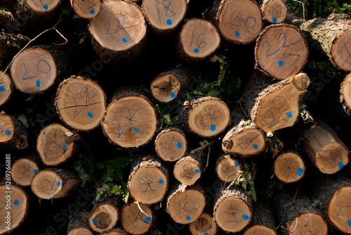Bilde på lerret Stack of marked cut logs in a forest