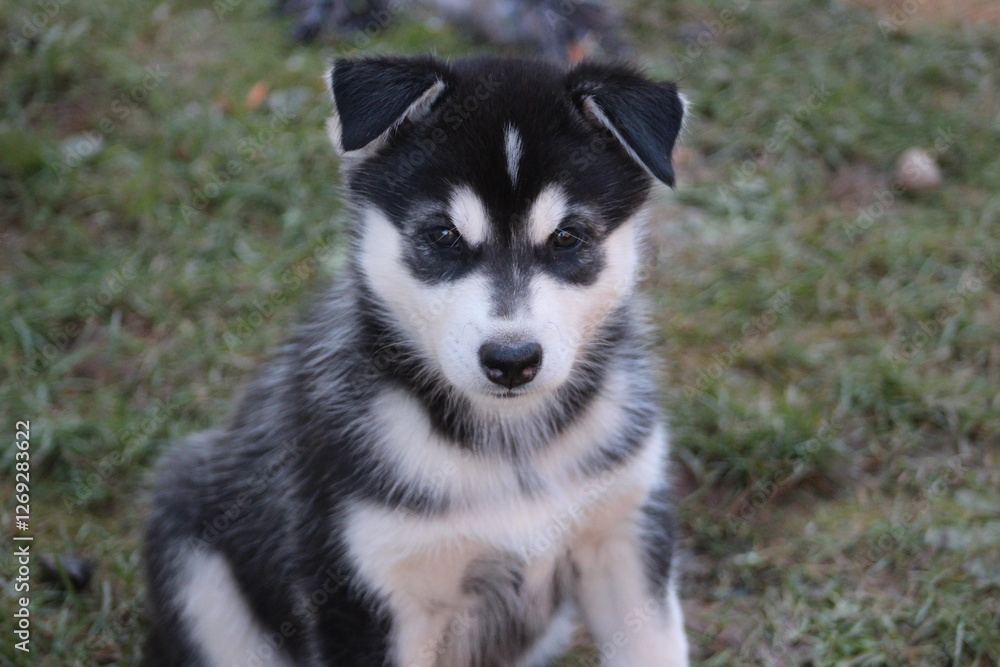 Obraz premium Husky Welpe 