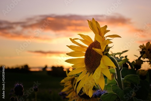 Sonnenblumen in der Abenddämmerung