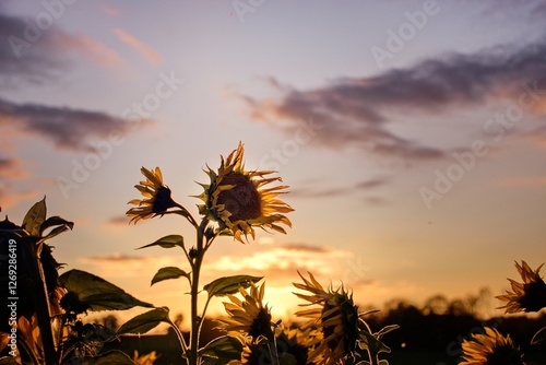 Sonnenblumen in der Abenddämmerung