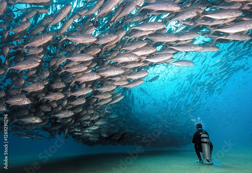 Φωτογραφία Eye level with a diver observing a huge shoal of Horse-eye Jack fish (Caranx lat