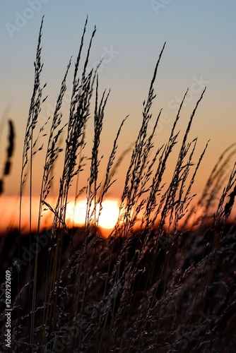 Gras bei Sonnenaufgang