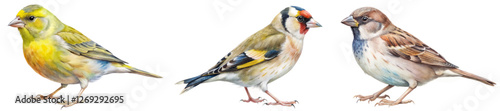 Colorful bird illustrations, detailed feathers, nature artwork, realistic style, educational purpose, wildlife depiction.