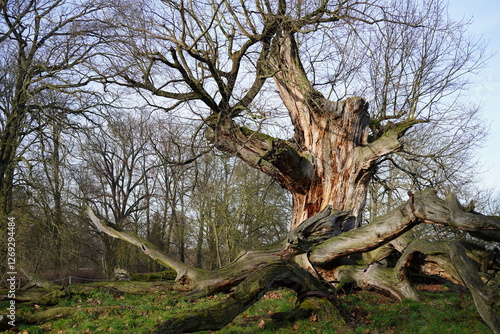 natural image of an 400 year old oak tree in Park Sacrow ( Brandenburg, Germany)