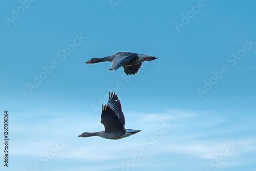 Graugänse im Flug