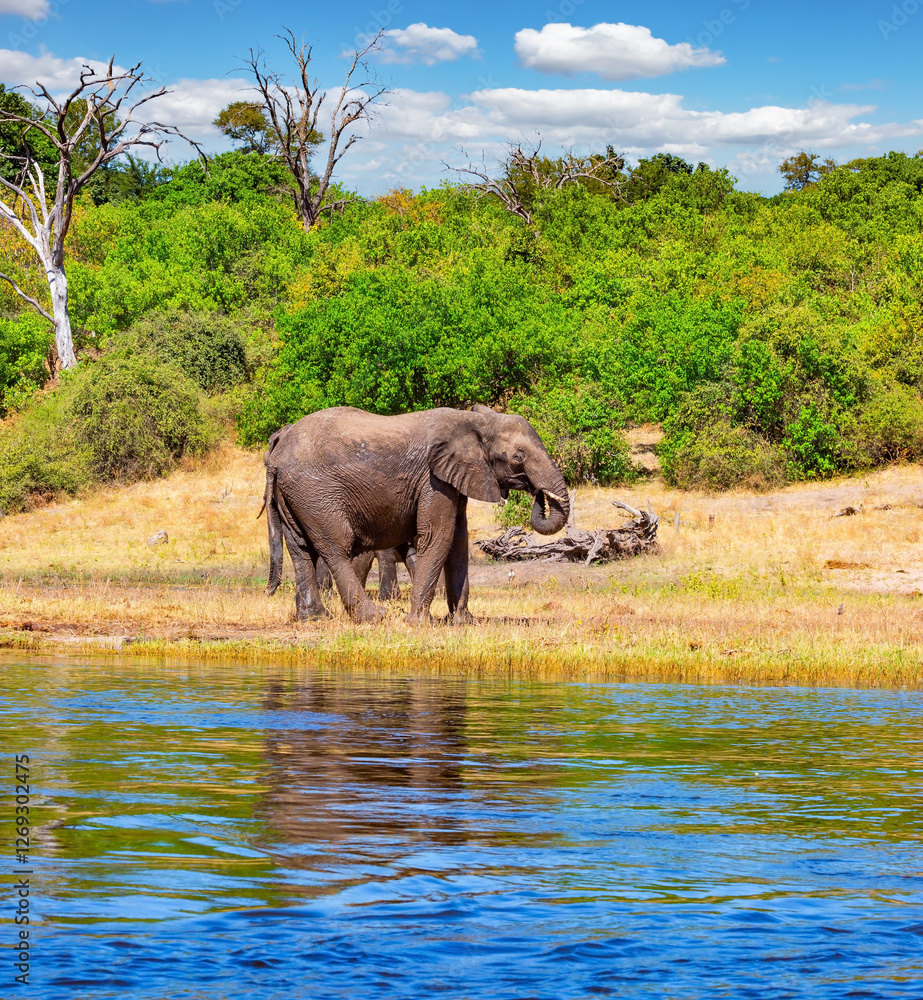 Fototapeta premium Chobe National Park