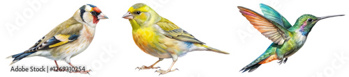 Colorful birds illustration, detailed wildlife art, vibrant nature depiction, realistic animal representation, educational purpose.