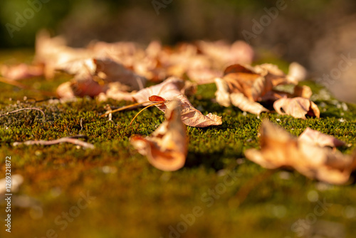 Aufnahme im Freien, in einem Wald oder Garten, im Herbst. Der Fokus auf Moos und Blätter schafft zusammen mit der warmen Beleuchtung eine ruhige und natürliche Atmosphäre. photo