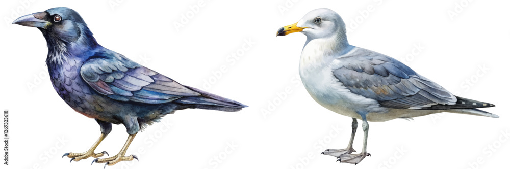 Fototapeta premium Realistic bird illustrations, detailed watercolor style, crow and seagull, nature art, wildlife depiction.