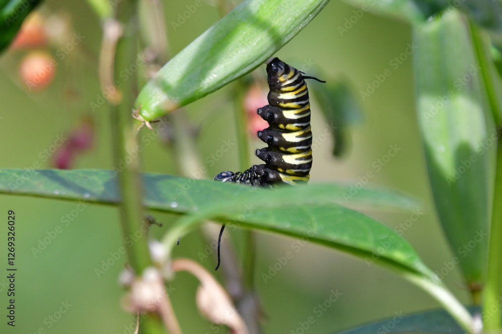 ORUGA DE MARIPOSA MONARCA