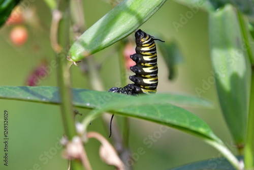 Obraz na płótnie ORUGA DE MARIPOSA MONARCA w salonie