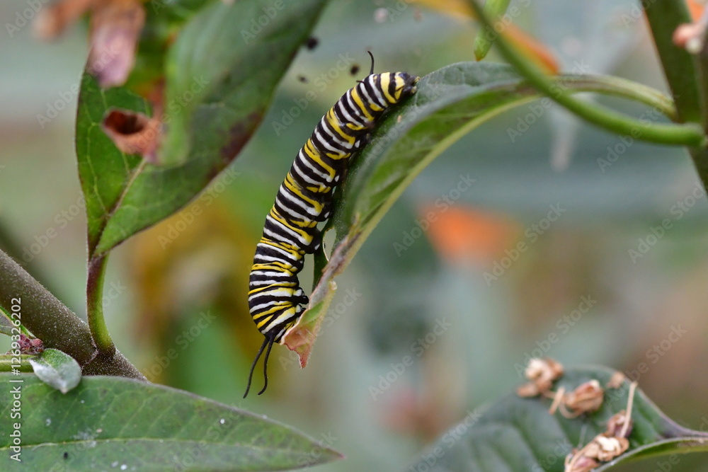 ORUGA DE MARIPOSA MONARCA