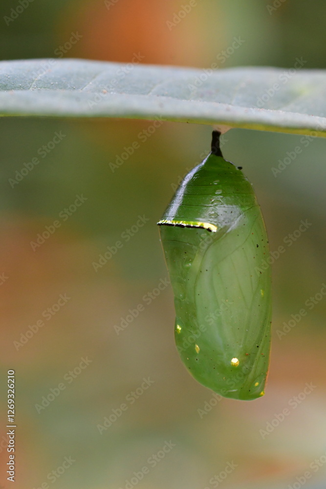 CRISÁLIDA DE MARIPOSA MONARCA