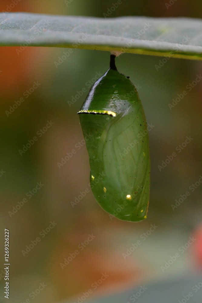CRISÁLIDA DE MARIPOSA MONARCA