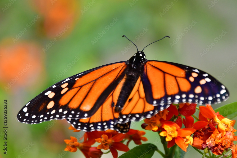 Fototapeta premium MARIPOSA MONARCA