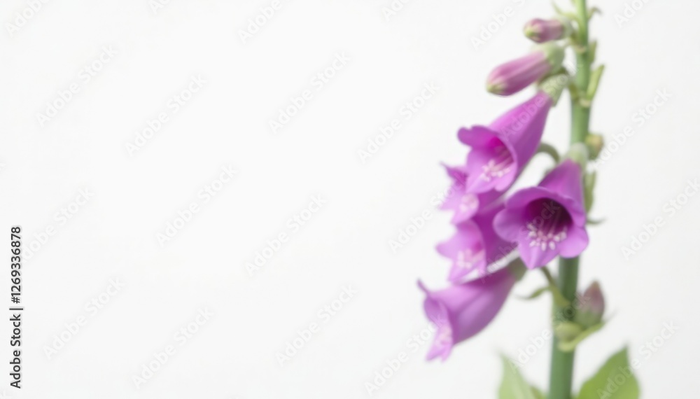 Purple foxglove flowers on a green stem against a white background, flower stem, monochromatic, elegant Purple foxglove flowers on a green stem against a white background, flower stem, monochromatic, elegant