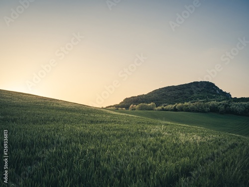 A serene green field in Hungary at sunset, with soft golden light casting a warm glow on the horizon. A few trees line the edge of the hill, creating a peaceful rural scene.