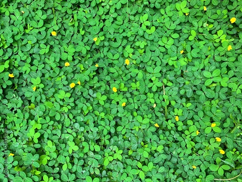 Photography Pinto Peanut (Arachis Pintoi) foliage plants background.