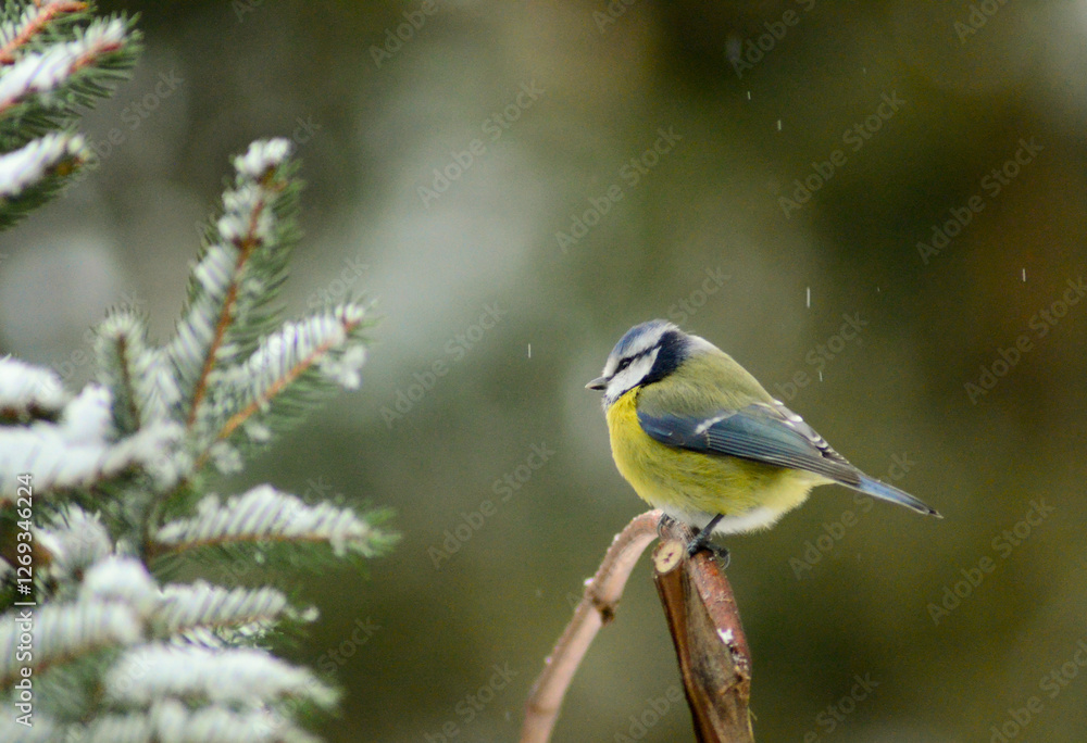 Fototapeta premium Small Songbird Sitting and Observing the Landscape