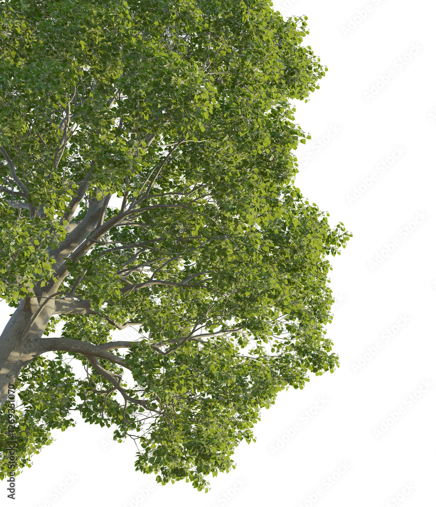 Fototapeta premium Tilia tree corner 4k png cutout transparent background