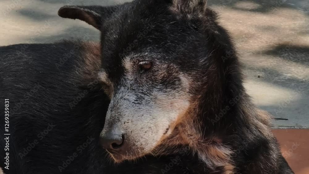 Close-up of a very old dog.