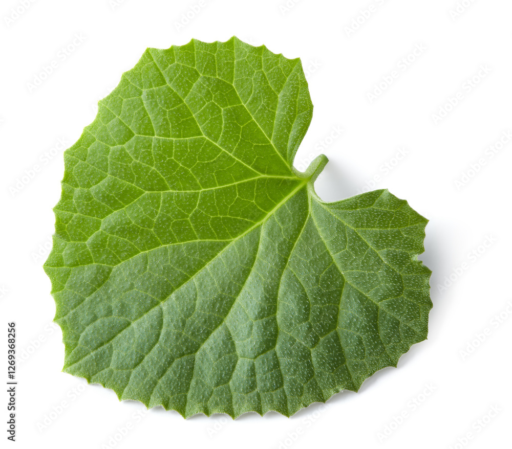 Fototapeta premium melon leaf isolated on white background. clipping path