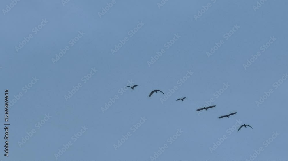 Birds flying in the sky on the lake Birds flying in the sky on the lake