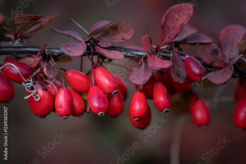 Branch of barberry with bright red berries closeup. There are purple leaves on the branch.