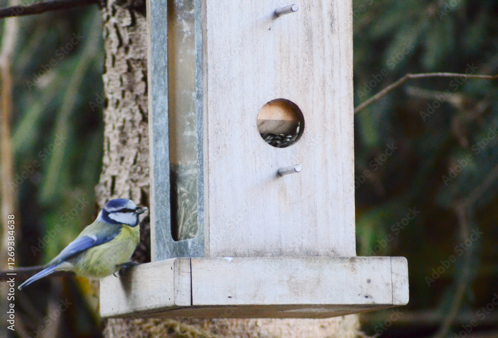 Close-up of a Blue Tit Eating on a Feeder Close-up of a Blue Tit Eating on a Feeder