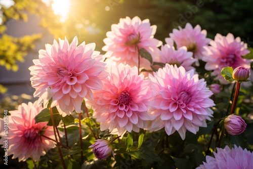 Wallpaper Mural Pink Dahlia Blooms in Sunset Light: A cluster of vibrant pink dahlias bask in the warm glow of the setting sun, their delicate petals unfurling in a captivating display of natural beauty. Torontodigital.ca