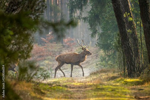 Fototapeta Naklejka Na Ścianę i Meble -  Jeleń byk przechodzący przez drogę leśną. Duże zwierzęta leśne. Zbieranie poroży czyli zrzutów. 