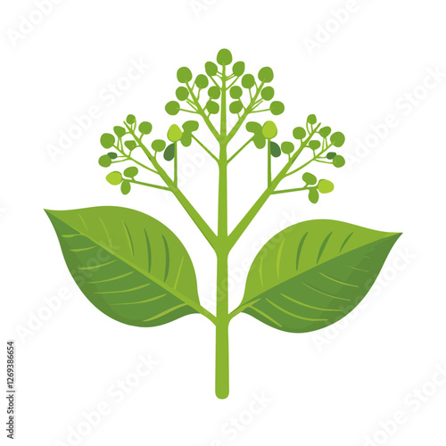 2D flat vector illustration angelica plant icon isolated on a white background.

 photo