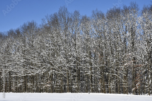 A magical frosty winter in the Polish Warmia region photo